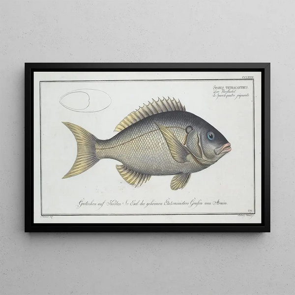 Sparus tetracanthus - Marcus Elieser Bloch — cuadro enmarcado en la pared