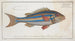 Sparus vittatus, The blue-striped sea bream - Marcus Elieser Bloch — artwork view