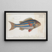 Sparus vittatus, The blue-striped sea bream - Marcus Elieser Bloch — framed artwork on a wall