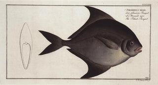 Marcus Elieser Bloch - Stromateus niger The BlackPampel.webp