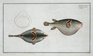 Marcus Elieser Bloch - Tetrodon ocellatus.webp