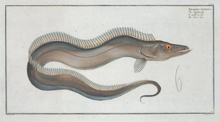Marcus Elieser Bloch - Trichiurus Lepturus The SwordFish.webp