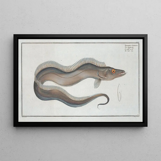 Marcus Elieser Bloch - Trichiurus Lepturus The SwordFish.webp