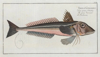 Marcus Elieser Bloch - Trigla Gurnardus The grey Gurnard.webp