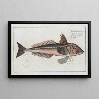 Marcus Elieser Bloch - Trigla Gurnardus The grey Gurnard.webp