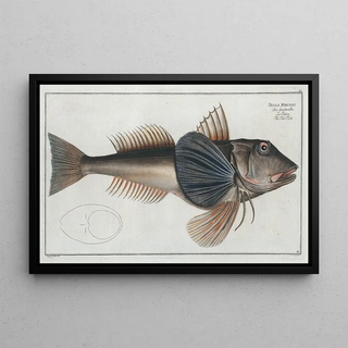 Marcus Elieser Bloch - Trigla Hirundo The TubFish.webp
