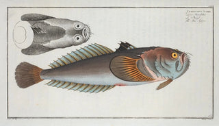 Marcus Elieser Bloch - Uranoscopus Scaber The StarGazer.webp
