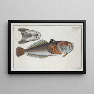 Marcus Elieser Bloch - Uranoscopus Scaber The StarGazer.webp