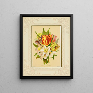 Marcus Ward Co - Tulip Narcissus.webp