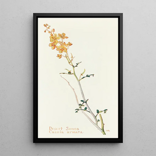 Margaret Armstrong - Desert Senna.webp