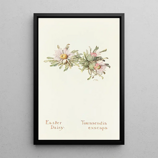 Margaret Armstrong - Easter Daisy.webp