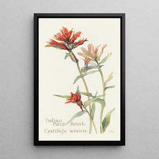 Margaret Armstrong - Indian Paint Brush.webp