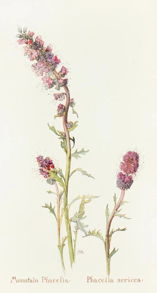 Margaret Armstrong - Mountain Phacelia.webp