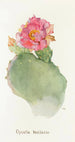 Opuntia basilaris - Margaret Armstrong — vista de la obra
