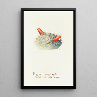 Margaret Armstrong - Pincushion Cactus.webp