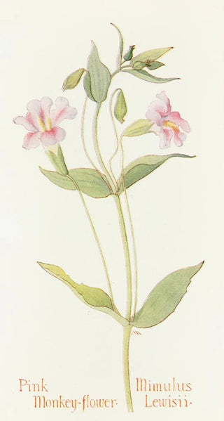 Margaret Armstrong - Pink Monkey Flower.webp