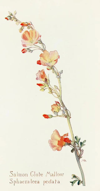 Margaret Armstrong - Salmon Globe Mallow.webp