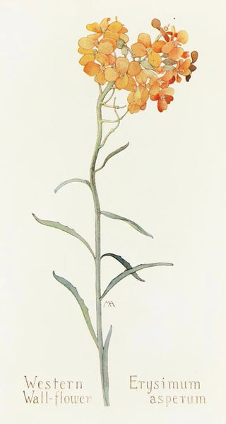 Margaret Armstrong - Western Wallflower.webp
