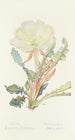 Evening White Evening Primrose Painting - Margaret Armstrong — artwork view