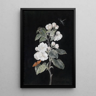 Margaretha Barbara Dietzsch - Apfelblten.webp