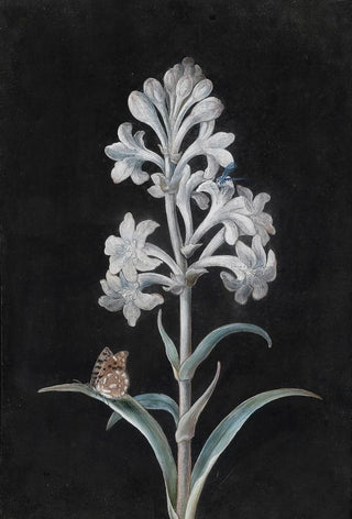 Margaretha Barbara Dietzsch - Weie Hyacinthe.webp
