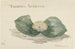 Bloem Massonia Africana - Maria Geertruida Barbiers-Snabili — vista de la obra