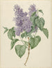 Branch with purple lilacs - Maria Geertruida Barbiers-Snabili — artwork view