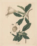 Calice de vigne - Maria Katharina Prestel — vista de la obra