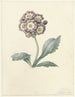Flower Study Painting - Maria Margaretha van Os — artwork view