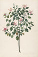 Study of a red-purple flowering plant Sebastiana africana purpurea - Maria Moninckx — artwork view