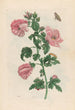 Althéa - Maria Sibylla Merian — vista de la obra