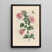 Althéa - Maria Sibylla Merian — cuadro enmarcado en la pared