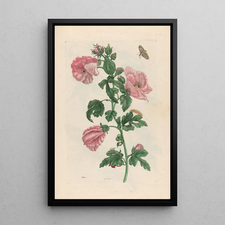 Maria Sibylla Merian - Althea.webp
