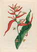 Ballia - Maria Sibylla Merian — vista de la obra