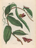 Vanille - Maria Sibylla Merian — vista de la obra
