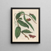 Vanille - Maria Sibylla Merian — cuadro enmarcado en la pared