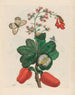 Caschou - Maria Sibylla Merian — vista de la obra