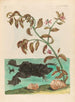 Cresson - Maria Sibylla Merian — vista de la obra