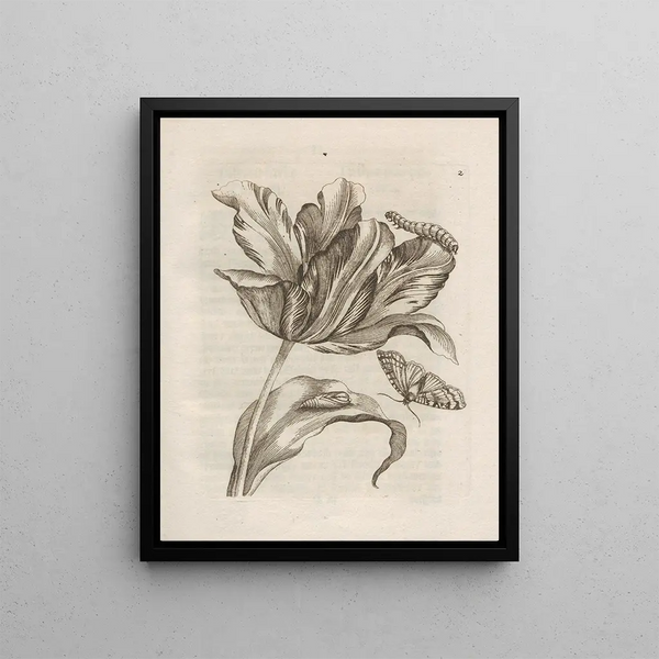 Maria Sibylla Merian - Der Raupen wunderbare Verwandelung und sonderbare BlumenNahrung Pl003.webp
