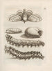 La maravillosa transformación de las orugas y su extraña comida floral Pl018 - Maria Sibylla Merian — vista de la obra