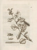 La maravillosa transformación de las orugas y su extraña comida floral Pl021 - Maria Sibylla Merian — vista de la obra