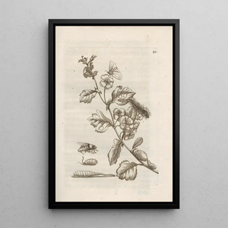 Maria Sibylla Merian - Der Raupen wunderbare Verwandelung und sonderbare BlumenNahrung Pl021.webp