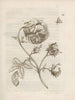 Rosa y Acleris bergmanniana, lámina 24 de Maria Sibylla Merian — flor, capullos, orugas y polilla