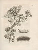 La transformación milagrosa de las orugas y la extraña comida de las flores Pl032 - Maria Sibylla Merian — vista de la obra