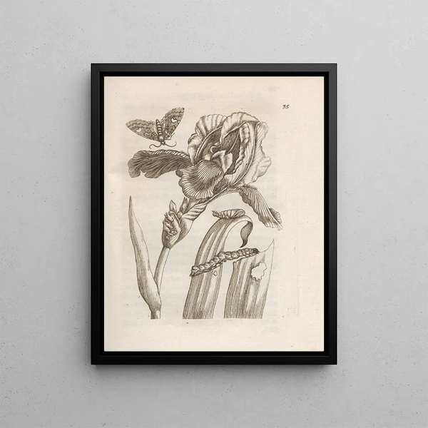 Maria Sibylla Merian - Der Raupen wunderbare Verwandelung und sonderbare BlumenNahrung Pl036.webp