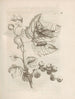 La transformación milagrosa de las orugas y la extraña comida de las flores Pl038 - Maria Sibylla Merian — vista de la obra
