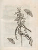 La transformación milagrosa de las orugas y la extraña comida de las flores Pl056 - Maria Sibylla Merian — vista de la obra