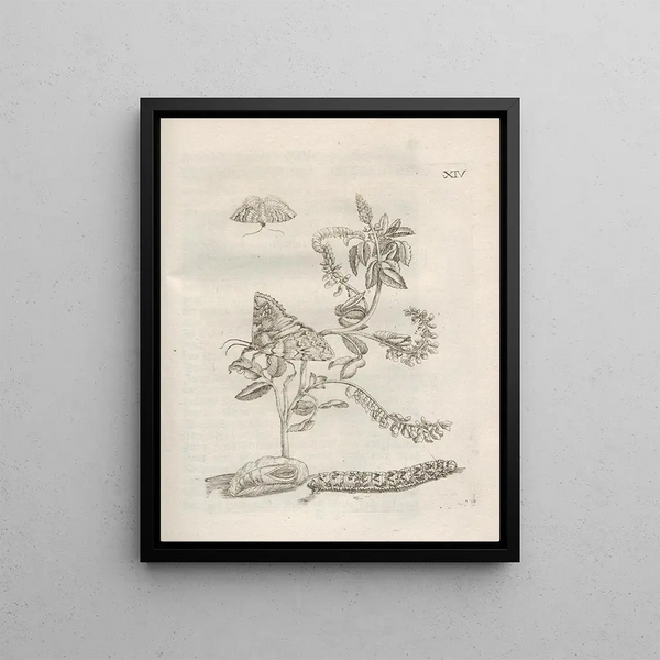 Maria Sibylla Merian - Der Raupen wunderbare Verwandelung und sonderbare BlumenNahrung Pl065.webp