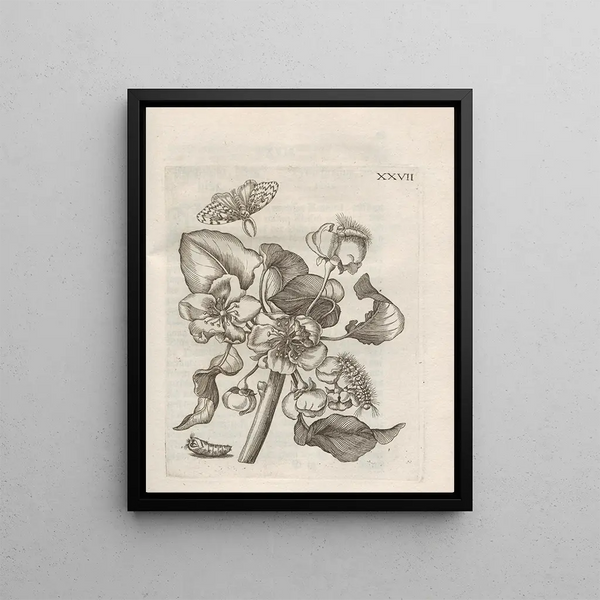 Maria Sibylla Merian - Der Raupen wunderbare Verwandelung und sonderbare BlumenNahrung Pl078.webp