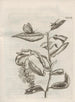 La transformación milagrosa de las orugas y la extraña comida de las flores Pl097 - Maria Sibylla Merian — vista de la obra